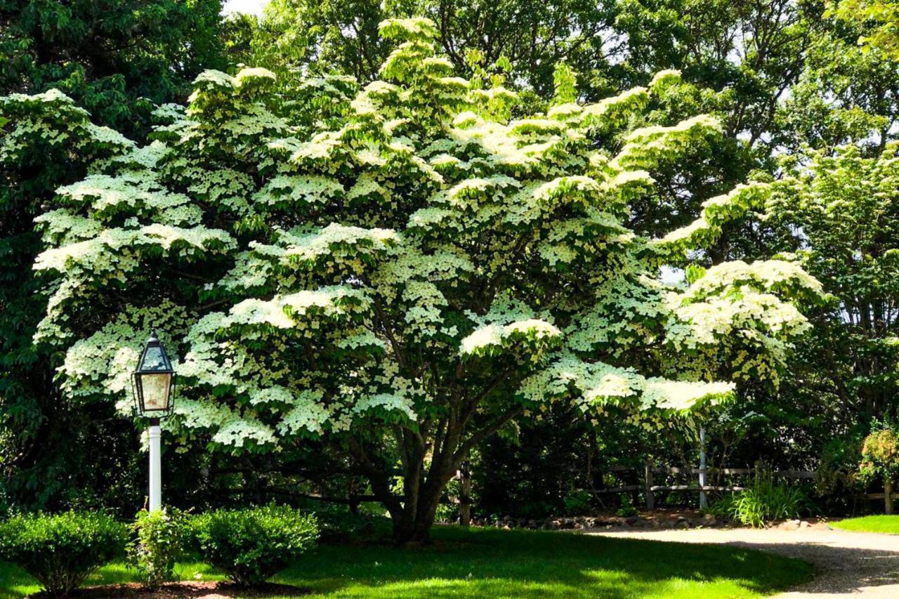 Lily Hill Vila Vineyard Haven Exterior foto